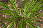 Cumberland sedge